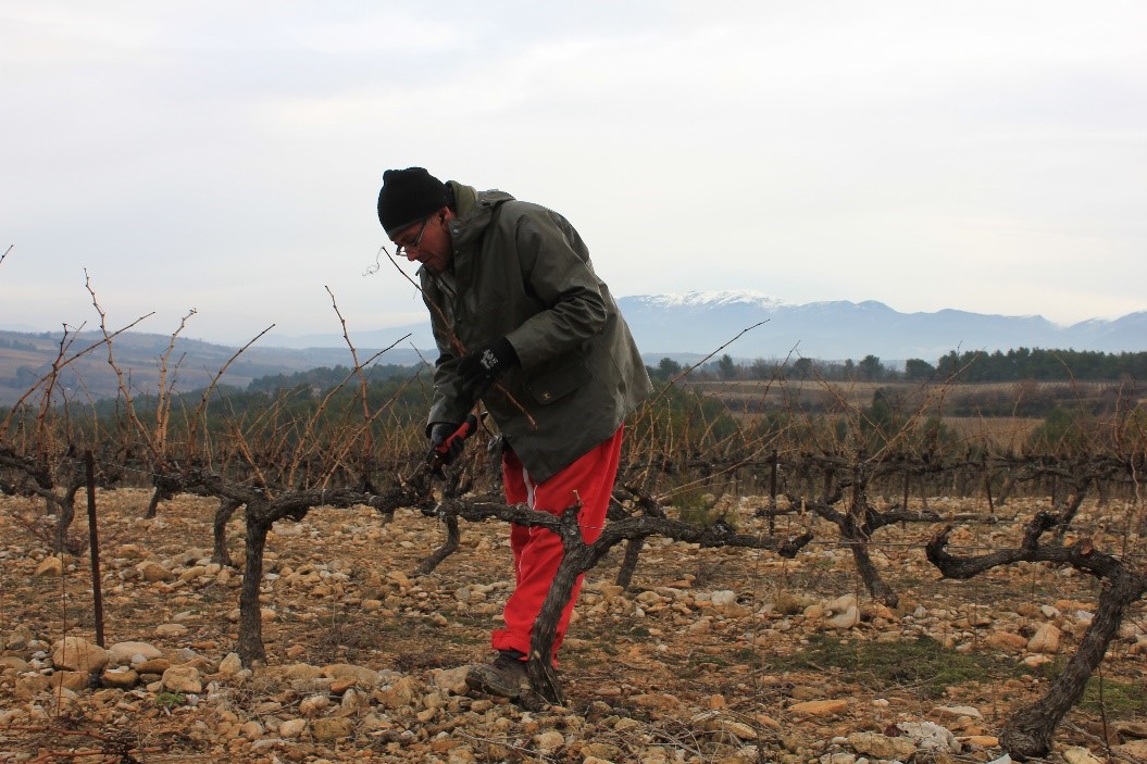 Premier pas d’un futur vigneron : LA TAILLE