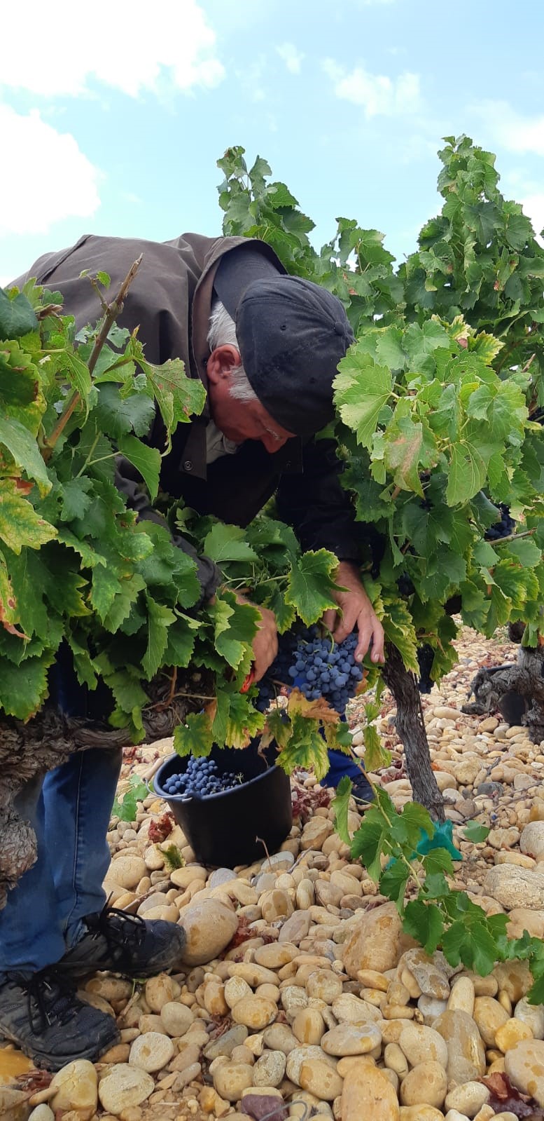 L’aventure dans les vignes : VENDANGE PARTICIPATIVE