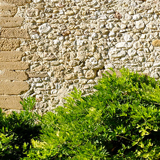 Mur et glycine, détail