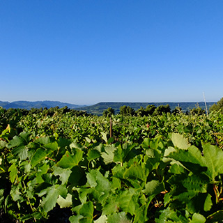 Le plateau de Vinsobres